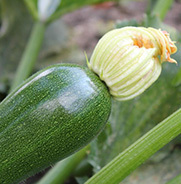 zucchini with blossoms